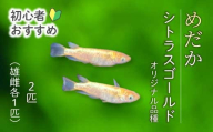 シトラスゴールド ひれ長 2匹（雄・雌 各1匹）めだか メダカ 飼育 生体 観賞魚 魚 ペット おまかせ ミックス おすすめ 水槽 インテリア 生物 鑑賞 熱帯魚 アクアリウム 熱帯 淡水魚 243005