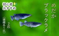 ブラックラメ 4匹（雄・雌 各2匹）めだか メダカ 飼育 生体 観賞魚 魚 ペット おまかせ ミックス おすすめ 水槽 インテリア 生物 鑑賞 熱帯魚 アクアリウム 熱帯 淡水魚  243006