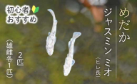 ジャスミン ミオ 2匹（雄・雌 各1匹）めだか メダカ 飼育 生体 観賞魚 魚 ペット おまかせ ミックス おすすめ 水槽 インテリア 生物 鑑賞 熱帯魚 アクアリウム 熱帯 淡水魚 243007