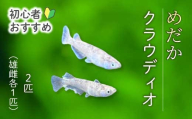 クラウディオ 2匹（雄・雌 各1匹）めだか メダカ 飼育 生体 観賞魚 魚 ペット おまかせ ミックス おすすめ 水槽 インテリア 生物 鑑賞 熱帯魚 アクアリウム 熱帯 淡水魚 243008