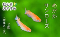 サンローズ 2匹（雄・雌 各1匹）めだか メダカ 飼育 生体 観賞魚 魚 ペット おまかせ ミックス おすすめ 水槽 インテリア 生物 鑑賞 熱帯魚 アクアリウム 熱帯 淡水魚 243009