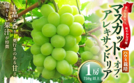 岡山県産 マスカットオブアレキサンドリア 1房 （ 750g以上 ） ハウス栽培 くだもの 果物 果実 フルーツ ぶどう 葡萄 マスカット 国産 マスカット・オブ・アレキサンドリア 【 2026年7月上旬～8月下旬発送予定 】