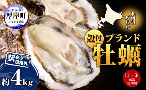 11月～3月 定期便 訳あり 牡蠣 北海道厚岸産 殻付カキ 約4kg (25から50個) カキナイフ付 生食 生牡蠣 貝付き牡蠣 貝 海鮮 魚介類 殻付き牡蠣 マルえもん 2607669 - 北海道厚岸町