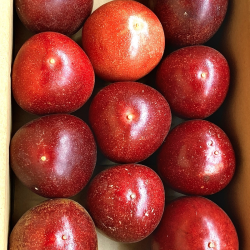 パッションフルーツ（家庭用　11個）《先行予約》6月上旬から順次発送予定 2607690 - 和歌山県御坊市