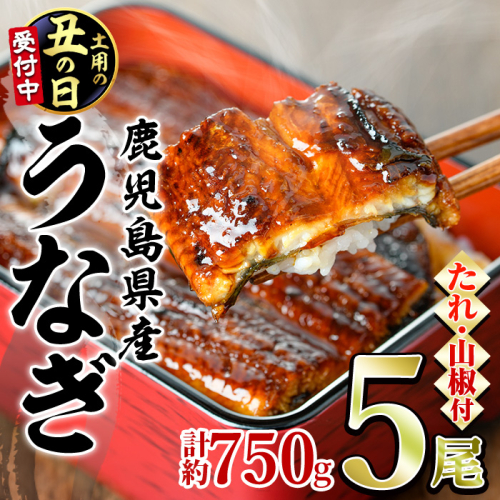 【0294315a-2607】＜土用丑の日までにお届け＞東串良町のうなぎ蒲焼(無頭)(5尾・計約750g・タレ、山椒付)うなぎ 高級 ウナギ 鰻 国産 蒲焼 蒲焼き たれ 鹿児島 ふるさと 人気【アクアおおすみ】 2607709 - 鹿児島県東串良町