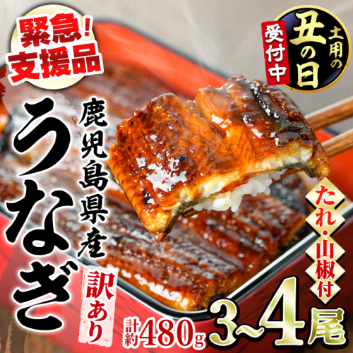 【0134350a-2607】＜土用丑の日までにお届け＞【緊急支援品】＜訳あり＞鰻の蒲焼き(無頭)(3～4尾・計約480g・タレ、山椒付) うなぎ ウナギ 鰻 国産 蒲焼 蒲焼き たれ 鹿児島 ふるさと 人気 支援 【アクアおおすみ】 2607713 - 鹿児島県東串良町