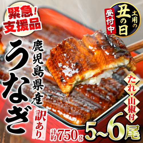【0184359a-2607】＜土用丑の日までにお届け＞【緊急支援品】＜訳あり＞鰻の蒲焼き(無頭)(5～6尾・計約750g・タレ、山椒付) うなぎ ウナギ 鰻 国産 蒲焼 蒲焼き たれ 鹿児島 ふるさと 人気 支援 【アクアおおすみ】 2607714 - 鹿児島県東串良町