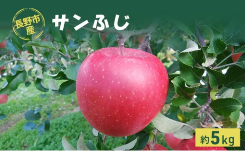 長野市産「サンふじ」約5kg（10～18玉） 2607719 - 長野県長野市