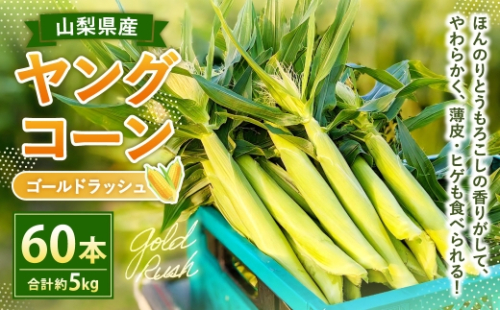 ヤングコーン （ ゴールドラッシュ ） たっぷり 60本 （ 約5kg ） 【2026年5月上旬～下旬迄発送予定】 野菜 やさい とうもろこし トウモロコシ 甘い 水分 糖分 国産 山梨県産 薄皮 ヒゲ 2607750 - 山梨県中央市