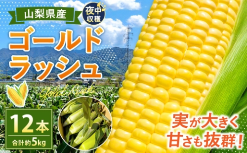 夜中収穫！ とうもろこし （ ゴールドラッシュ ） 12本 （ 約5kg ） 【2026年5月下旬～6月上旬迄発送予定】 野菜 やさい トウモロコシ コーン スイートコーン 甘い 水分 糖分 国産 山梨県産 2607755 - 山梨県中央市
