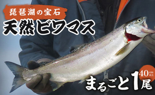 琵琶湖の宝石 天然ビワマス　まるごと1尾（40cm以上）　魚 魚介 海鮮 琵琶湖の宝石 ビワマス ます マス 天然 活〆 活け締め 急速冷凍 冷凍 琵琶湖 滋賀県 米原市 2607770 - 滋賀県米原市