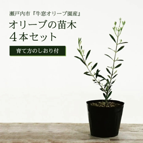 オリーブの苗木4本セット 植物 2607798 - 岡山県瀬戸内市