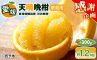 先行予約受付[天晴晩柑(河内晩柑)家庭用 約1.2kg+300g]『2026年4月上旬〜5月下旬迄に順次出荷予定』感謝企画 訳アリ 訳あり 果物 柑橘 みかん 和製 グレープフルーツ 食べて応援 特産品 株式会社笑丸 愛媛県明浜産 愛媛県 西予市[常温]