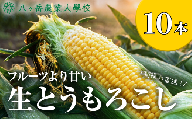 朝採れ 直送 フルーツのような甘さ 『 皮付き 』 生とうもろこし 10本 | 八ヶ岳農業大学校 トウモロコシ とうもろこし 自然 旨味 甘味 生食 信州 八ヶ岳 長野県 諏訪郡 原村