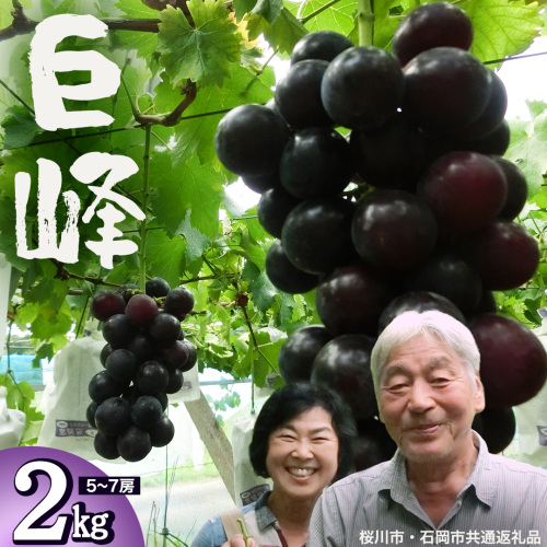巨峰 約2kg (桜川市・石岡市共通返礼品） 2026年8月下旬発送開始 開田ぶどう園 産地直送 フルーツ 甘い 直送 茨城 限定 ぶどう 巨峰 果物 [DO002sa] 2609392 - 茨城県桜川市