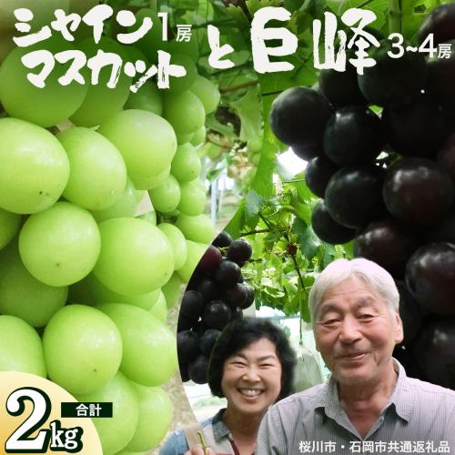 シャインマスカット＆巨峰セット 合計 約2kg (桜川市・石岡市共通返礼品） 2026年9月上旬発送開始 開田ぶどう園 産地直送 フルーツ 甘い 直送 茨城 限定 ギフト ぶどう シャインマスカット 果物 [DO007sa] 2609536 - 茨城県桜川市