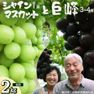 シャインマスカット＆巨峰セット 合計 約2kg (桜川市・石岡市共通返礼品） 2026年9月上旬発送開始 開田ぶどう園 産地直送 フルーツ 甘い 直送 茨城 限定 ギフト ぶどう シャインマスカット 果物 [DO007sa]