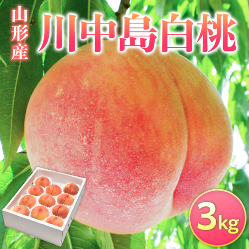 山形県産 川中島白桃 3kg FY26-074 2609740 - 山形県山形市