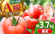 【7月上旬から順次発送】王様トマト 3.7kg 箱入り / トマト とまと 箱入り 3.7キロ 国産 / 恵那市 / 阿部農園 [AUGA005]