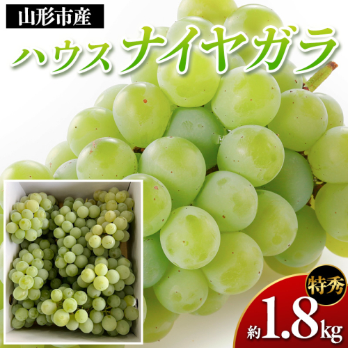 山形市産 ハウスナイヤガラ 特秀 約1.8kg Lサイズ(6～8房) FY26-009 2609901 - 山形県山形市