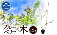 植木　ブルーベリーの木　株立ち　1.2ｍ