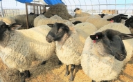 くりやま羊の原毛100％　A013