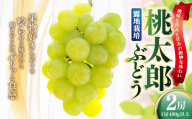 岡山県産 桃太郎ぶどう 2房 （ 1房 480g以上 ） 露地栽培 甘味 果物 くだもの 果実 フルーツ 葡萄 ぶどう ブドウ 国産 皮ごと 皮薄 食感 【 2026年9月上旬～10月下旬発送予定 】