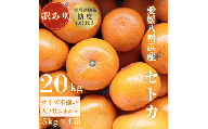 ＜みかんの大トロ＞糖度12.0以上酸1.4以下 糖酸選別品 訳あり愛媛セトカ20kg＜H20-76＞_訳アリ わけあり ワケアリミカン みかん せとか フルーツ 果物 果実 くだもの 家庭用 人気 甘い ジューシー 柑橘 かんきつ 不揃い 規格外 傷 愛媛 八幡浜市 旬 産地直送 産直 季節限定【1620330】 YWTI071