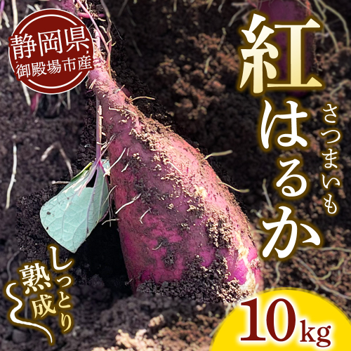さつまいも 紅はるか 10kg | サツマイモ さつま芋 芋 べにはるか 熟成 静岡県 御殿場市 ※2026年10月～発送 2613034 - 静岡県御殿場市