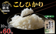 【令和8年産先行予約】【定期便 6ヶ月】こしひかり 精米 10kg 計60kg