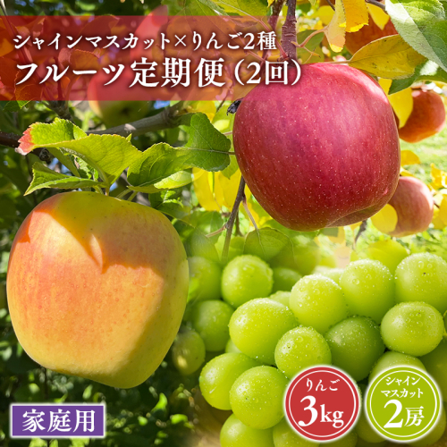 青森フルーツ満喫便　家庭用 りんご＆シャインマスカット 2回定期コース 2613954 - 青森県平川市