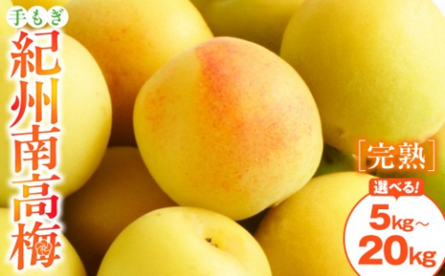 【選べる容量／サイズ】手もぎ 完熟南高梅 【5～20kg ／L～2Lサイズ or 大粒 3Lサイズ以上】 谷本農園 2614022 - 和歌山県有田川町