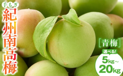 【選べる容量／サイズ】手もぎ 青梅 南高梅 【5～20kg ／L～2Lサイズ or 大粒 3Lサイズ以上】 谷本農園 2614023 - 和歌山県有田川町