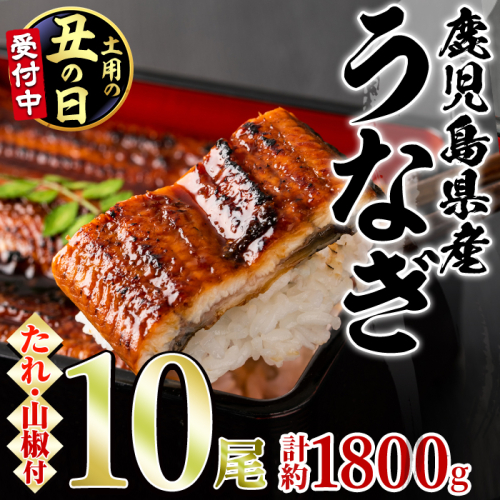 【0634364a-2607】＜土用丑の日までにお届け＞東串良町のうなぎ蒲焼(無頭)(10尾・計約1,800g・タレ、山椒付)うなぎ 高級 ウナギ 鰻 国産 蒲焼 蒲焼き たれ 鹿児島 ふるさと 人気【アクアおおすみ】 2614202 - 鹿児島県東串良町