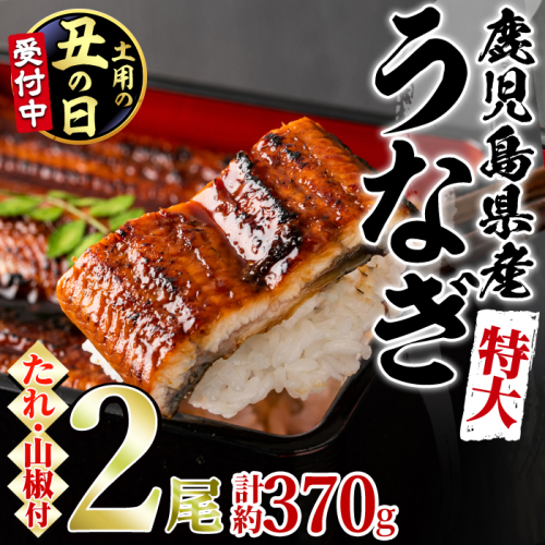 【0144360a-2607】＜土用丑の日までにお届け＞＜特大＞うなぎ蒲焼き(無頭)(2尾・計約370g・タレ、山椒付)うなぎ 高級 ウナギ 鰻 国産 蒲焼 蒲焼き たれ 鹿児島 ふるさと 人気【アクアおおすみ】 2614660 - 鹿児島県東串良町