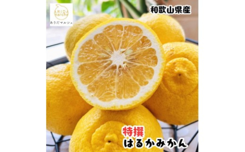 ［先行予約］［人気柑橘］ 特撰 はるかみかん 1.5kg  ［MS145］ 2615505 - 和歌山県那智勝浦町