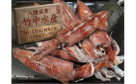 ＜冷凍便＞八幡浜発!「白イカ(剣先イカ)」3.0kg!＜H22-209＞【1047026】 YWTM027