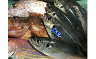 竹中水産の一押し「お手軽鮮魚2」2キロ前後＜D22-236＞【1073397】 YWTM054