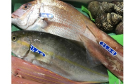 竹中水産の一押し「お任せ鮮魚!」2.5キロ前後＜G22-237＞【1073398】 YWTM055