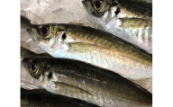 竹中水産の一本釣り真鯵!1キロ前後＜C22-238＞【1073399】 YWTM056