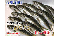 竹中水産の一本釣り真鯵!1キロ前後＜C22-238＞【1073399】 YWTM056