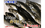 竹中水産の一本釣り真鯵!1.5キロ前後＜D22-239＞【1073400】 YWTM057