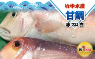 竹中水産の「甘鯛」(赤又は白)約1キロ＜F22-260＞_鯛 たい タイ 甘鯛 魚介 海鮮 国産 産地直送 冷蔵 白身 グジ グルメ おすすめ 人気 愛媛県 1kg あまだい 【1075512】 YWTM078