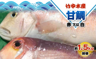 竹中水産の「甘鯛(赤又は白)1.5キロ前後」＜H22-261＞_鯛 タイ たい 甘鯛 鮮魚 天然 魚介 魚介類 海鮮 冷蔵 活き 愛媛 八幡浜 産直 産地直送 国産 高級魚 グルメ 【1075513】 YWTM079