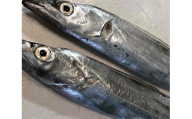 竹中水産の「釣の太刀魚」　約2キロ!＜F22-264＞_太刀魚 たちうお 天然 魚介 魚介類 海鮮 冷蔵 愛媛 八幡浜 産直 産地直送 国産 おかず おつまみ 鮮魚 希少 刺身 釣 【1078740】 YWTM082