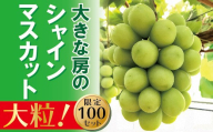 [2026年発送] シャインマスカット 1房 大房 甘い 贈答 ギフト ぶどう フルーツ 果物 送料無料 産地直送