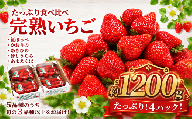 いちご 訳あり 約 1200g 【2027年1月より発送開始】 300g × 4パック 1.2kg 1200グラム 先行予約 苺 イチゴ 果物 食べ比べ 紅ほっぺ かおりの べにほっぺ かおり野 あきひめ ほしうらら あまえくぼ 星うらら フルーツ くだもの おまかせ 完熟 不揃い 直送 さわらリバーファーム 千葉県 香取市 SDK002