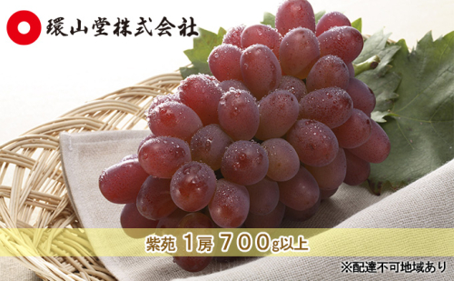 ぶどう 2026年 先行予約 冬 紫苑 1房 700g以上 ブドウ 葡萄  岡山県産 国産 フルーツ 果物 ギフト 環山堂 2616664 - 岡山県高梁市