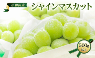 【 先行予約 】【 数量限定 】 シャインマスカット 500g以上 1房 フルーツ 果物 くだもの ぶどう ブドウ 葡萄 大粒 高級 皮ごと デザート 贈り物 ギフト 贈答品 季節限定 旬 大阪府 岸和田市[№5385-1243]