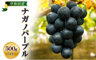 【 先行予約 】【 数量限定 】 ナガノパープル 500g以上 1房　フルーツ 果物 くだもの ぶどう ブドウ 葡萄 種なし 皮ごと 高級感 デザート 贈り物 ギフト 贈答品 季節限定 旬 大阪府 岸和田市[№5385-1246]